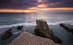 Muriwai Gannet Colony / 1920x1200