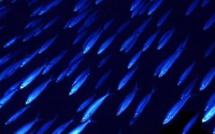 Неоновые рыбки / 1600x1200