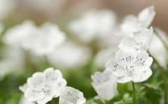 Нежные белые цветы, красивые пикселей / 1600x1200