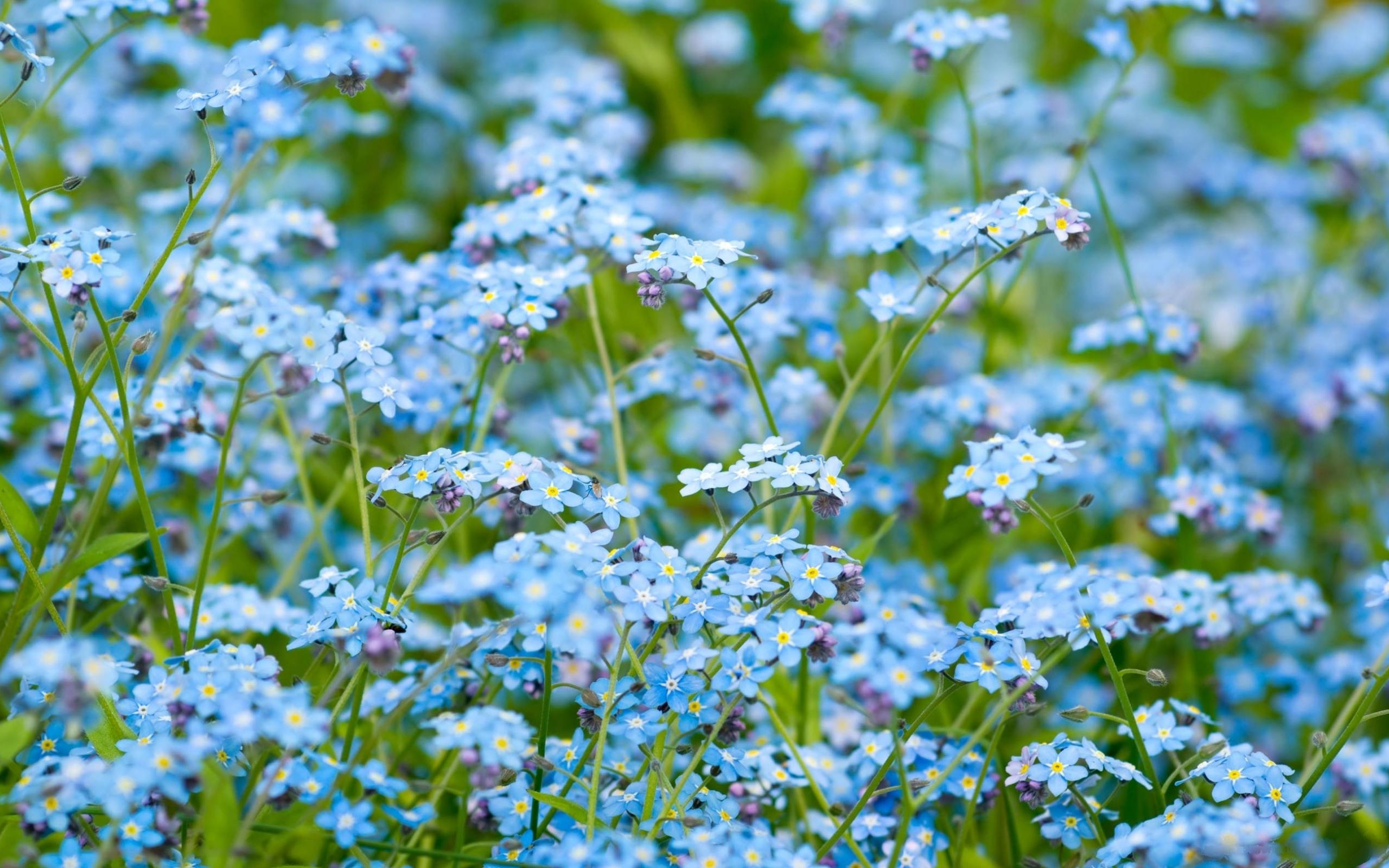 Обои Нежные голубые цветы - для романтиков 2560x1600
