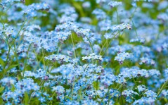 Нежные голубые цветы - для романтиков / 2560x1600