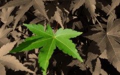Одинокий зеленый листочек, скачать природы / 1440x900