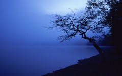 Одинокое дерево над туманной водной гладью / 1600x1200