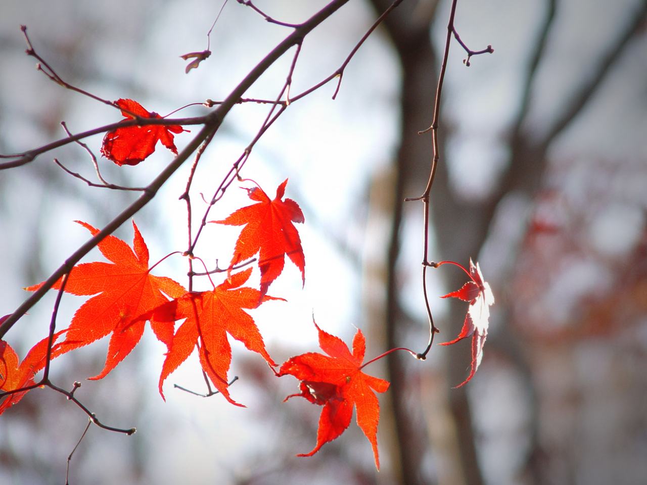 Обои Осень пришла - красивые красные листья на ветке 1280x960
