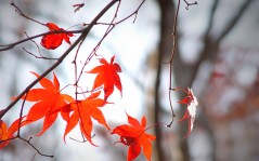 Осень пришла - красивые красные листья на ветке / 1280x960