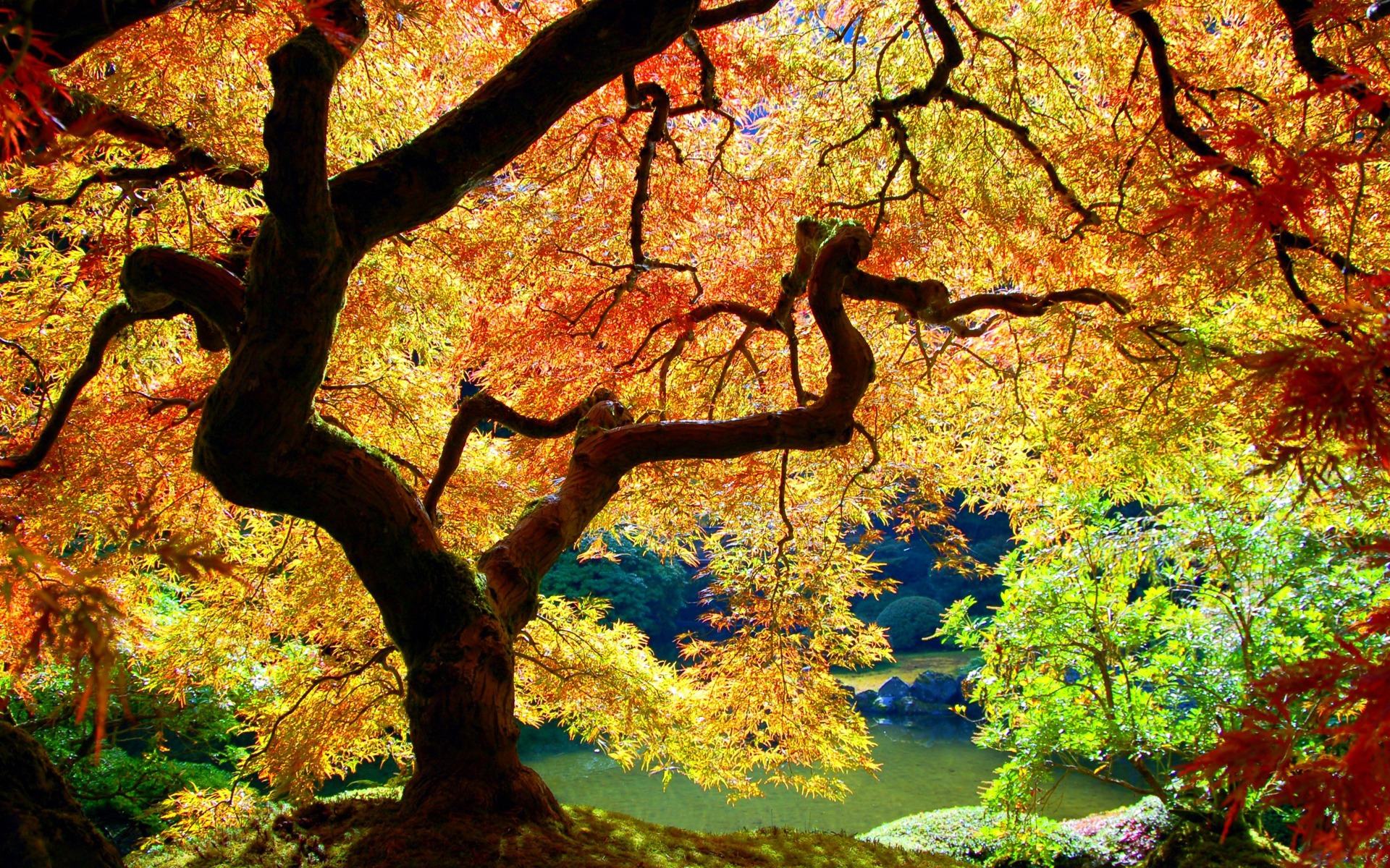 Обои Осень в японском саду 1920x1200