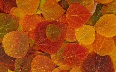 Осенние листья с каплями воды / 1920x1200