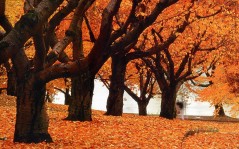 Осенний парк в Торонто, Канада / 1600x1200