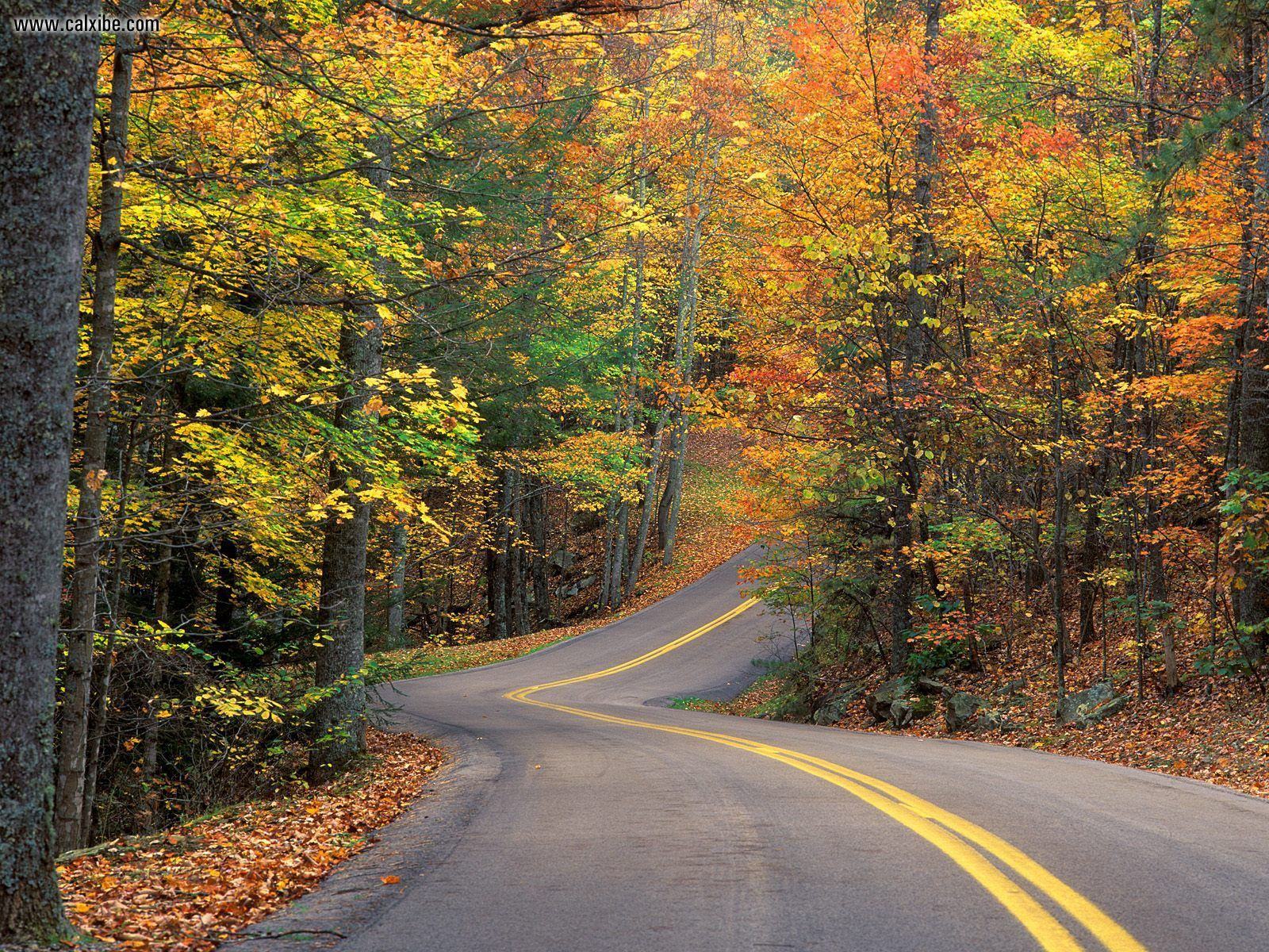 Обои Осенняя дорога в лесу 1600x1200