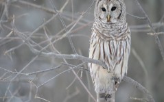 Owl in a tree / 1680x1050