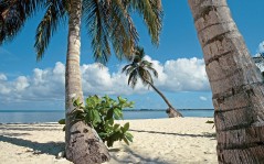 Palm Trees, Bay Islands, Honduras / 1600x1200