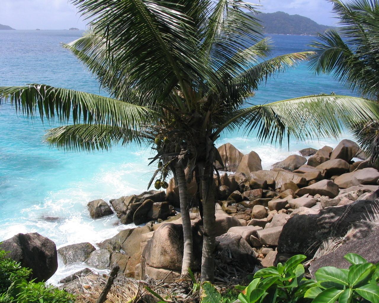 Обои Пальма, каменное побережье и море, на рабочий стол на тему природы 1280x1024