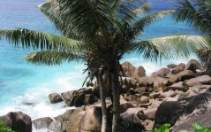 Пальма, каменное побережье и море, на рабочий стол на тему природы / 1280x1024