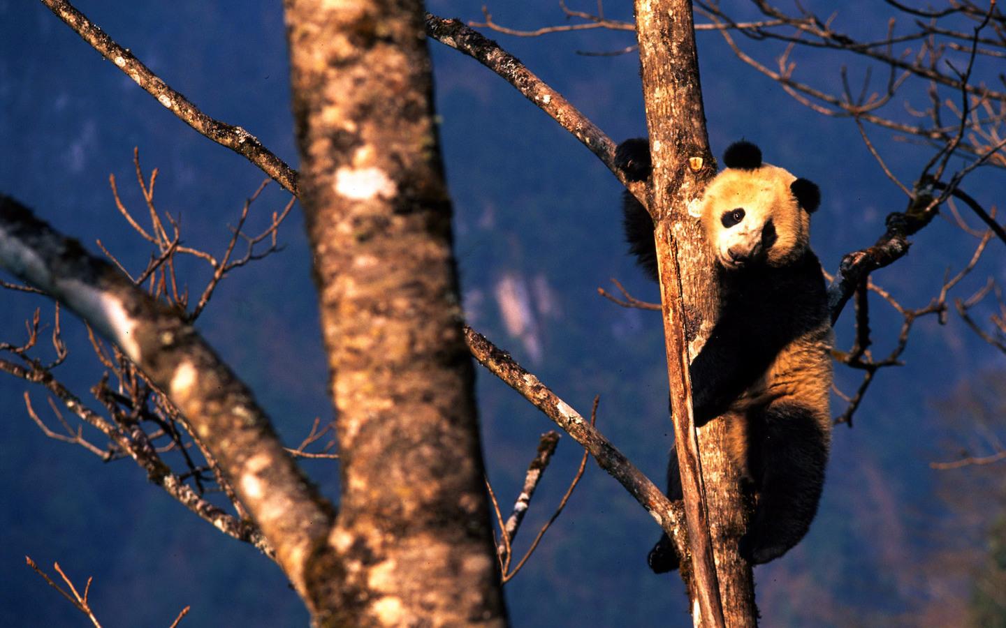 Обои Панда на дереве 1440x900