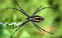 Паучок - изображение для рабочего стола - паук, паутина, зелень, трава, лес, лесной паук / 1600x1200