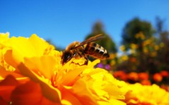 Пчела на работе / 1440x900