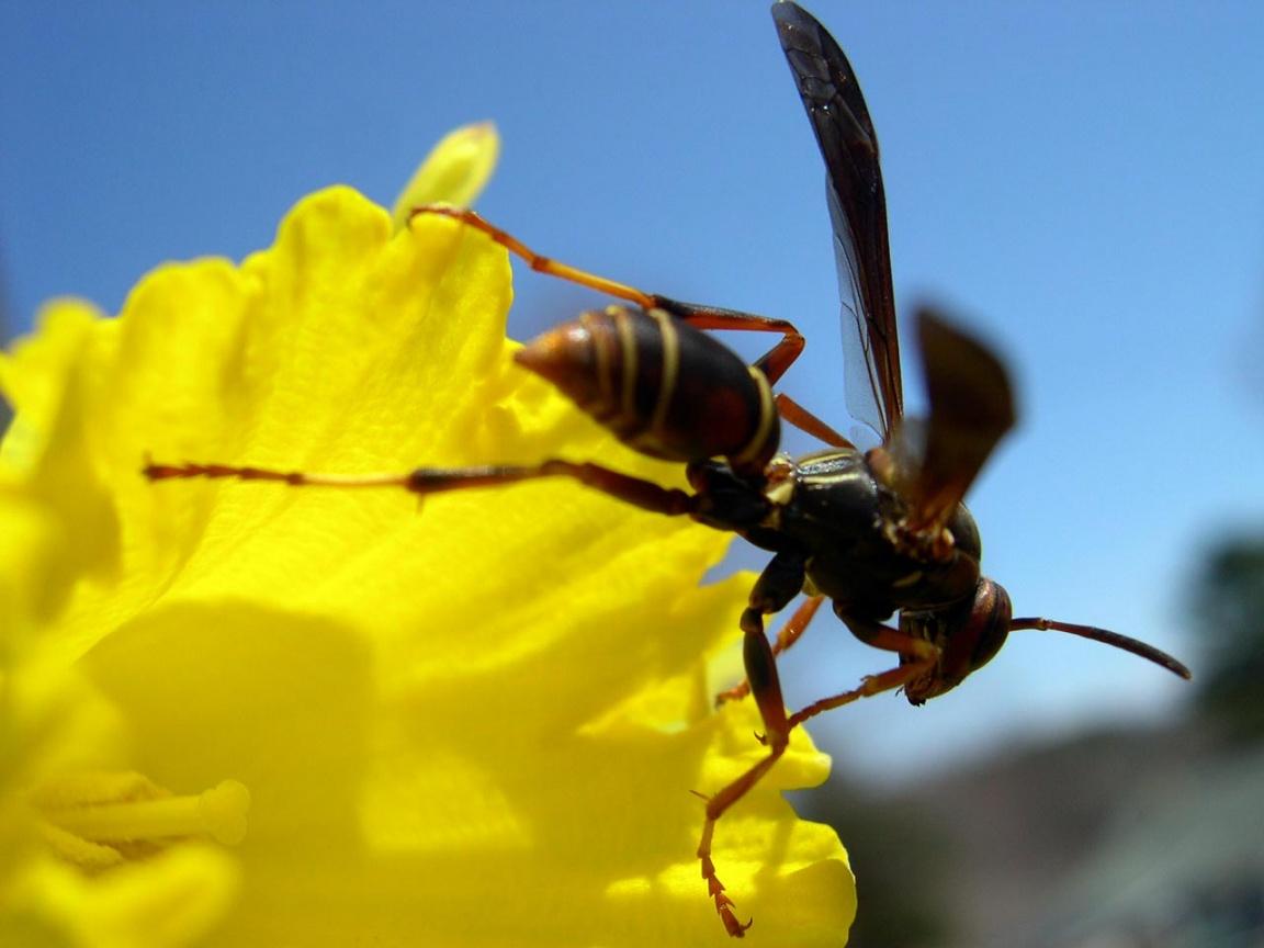 Обои Пчела на желтом цветке 1152x864