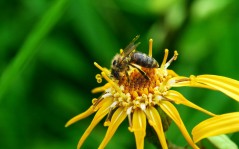 Пчела собирает нектар / 1920x1200