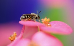 Пчелка на цветке / 1600x1200