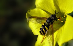 Пчелка собиарет нектар - природы / 1920x1440