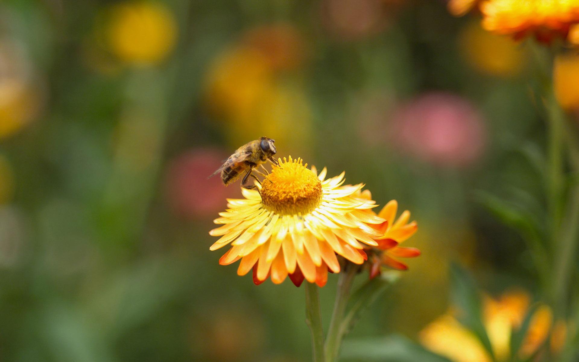 Обои Пчелка собирает пыльцу с желтого цветка 1920x1200