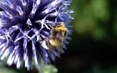 Пчелка в круглом синем цветке / 1920x1200