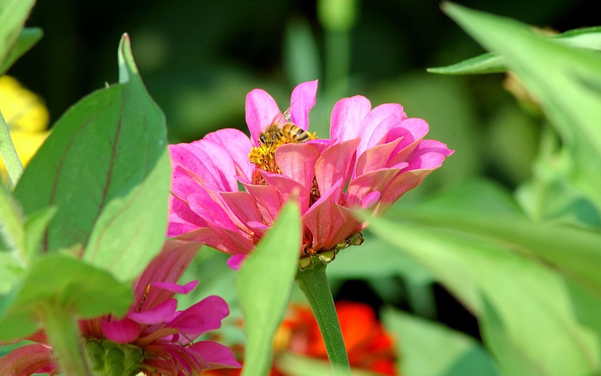 Обои Пчелка в розовом цветке 1920x1200