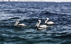 Пеликаны в воде / 2560x1600