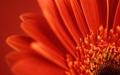 Перспектива красный цветок / 1440x900