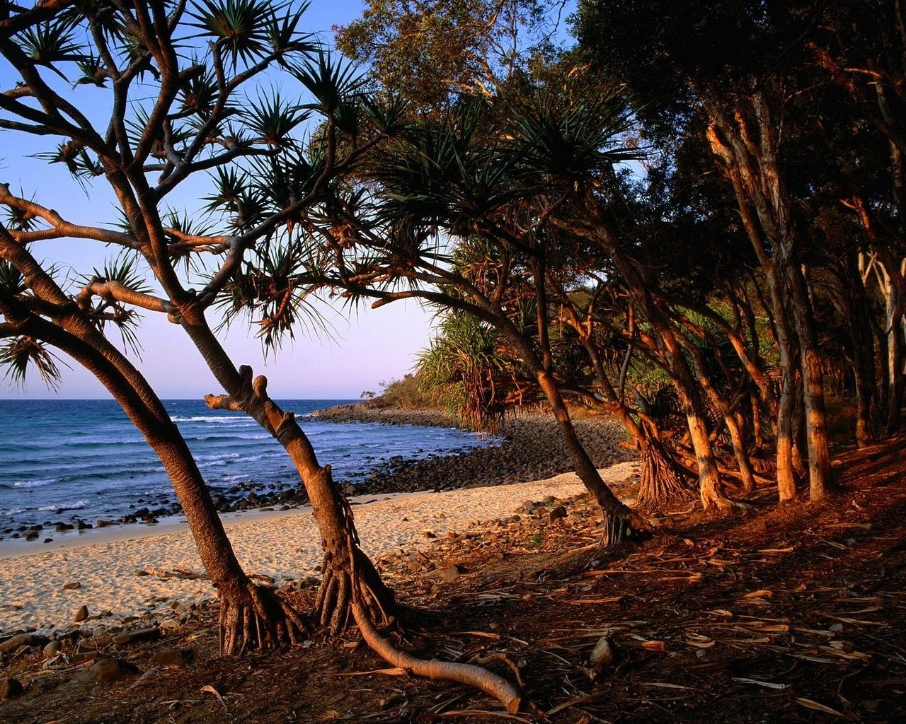 Обои Первозданное морское побережье с тропическими растениями, песочным пляжем и морем 1280x1024
