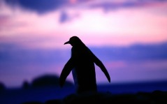 Пингвин на закате / 1600x1200