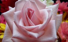 Pink rose / 1920x1080
