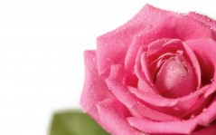 Pink rose -   / 1920x1200
