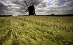 Pitstone Windmill and Blowing Grasses, Bucks, England / 1600x1200