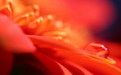 Пламенный цветок / 1440x900