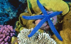 Подводный мир - синяя морская звезда / 1024x768