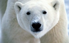 Polar bear / 1600x1200