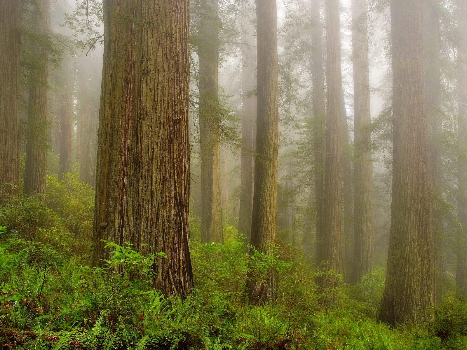 Обои Природа - утренний лес, туман - для рабочего стола 1600x1200