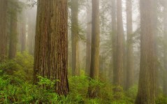 Природа - утренний лес, туман - для рабочего стола / 1600x1200