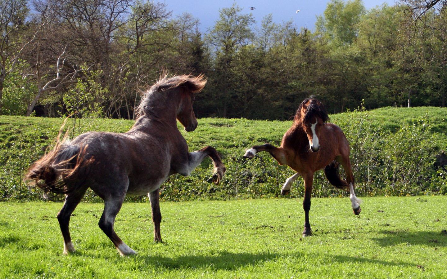 Обои Приветствие лошадей 1440x900