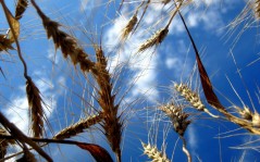 Пшеничные колоски на фоне голубого неба, природы / 1600x1200