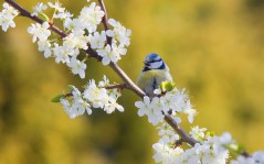 Птица на ветке цветущей вишни / 1680x1050