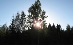 Рассвет в лесной глуши - на рабочий стол - природа / 1280x1024