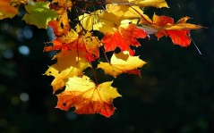 Разноцветные осенние листья / 1920x1200