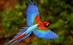 Разноцветный попугай Ара / 1680x1050