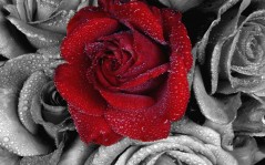 Rose.. / 1440x900
