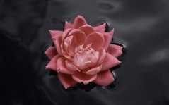 Роза в воде / 1920x1200