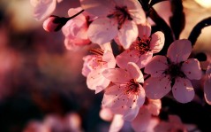 Розовые весенние цветы на дереве / 1920x1200