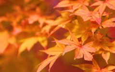Рыжие листья осени - пикселей / 1920x1200
