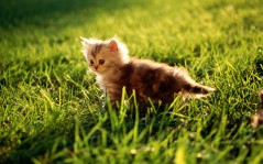 Рыжий котенок в траве / 1920x1200